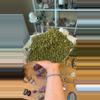 plant/Epidote Quartz-0-thumbnail