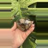 plant/PS-6265 Septarian carved Heart-1-thumbnail