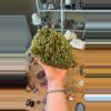 plant/Epidote Quartz-0-thumbnail