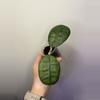 plant/90 Hoya AH 021-0-thumbnail