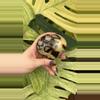 plant/PS-6270 Septarian carved Heart-0-thumbnail