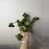 plant/156 Hoya Compacta Rope-0-thumbnail