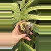 plant/PS-6265 Septarian carved Heart-0-thumbnail