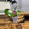 plant/71.  Hoya Hotlips-0-thumbnail