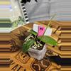 plant/84.  Hoya RHM006 Mary Alice-0-thumbnail