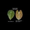 plant/New Release* KOS DocBlock F2 X Carla x Viejo Enigma (pap x crystal) 2 seeds-0-thumbnail