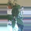 plant/mikes mag pap x dark stormy-0-thumbnail