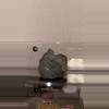 plant/chicken figurine-0-thumbnail
