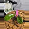 plant/83.  Hoya RHM Waffle Queen-0-thumbnail