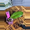 plant/77.  Hoya AH092-0-thumbnail