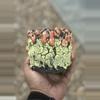 plant/Pumpkin Slime 4.25x4.25-0-thumbnail