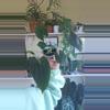 plant/indo sheep pap-0-thumbnail