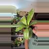 plant/Hoya Crassipetiolata Splash-0-thumbnail
