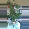 plant/swampmanii x skg grey-0-thumbnail
