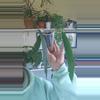 plant/wendlingeri-0-thumbnail