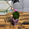 plant/72.  Hoya verticillata heart leaf splash-0-thumbnail