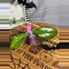 plant/82.  Hoya RHM Waffle Queen-0-thumbnail