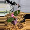 plant/73.  Hoya Chelsea-0-thumbnail