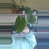 plant/pink lemonade x eastern dress-0-thumbnail