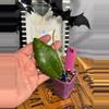 plant/78.  Hoya AH042-0-thumbnail