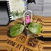 plant/76.  Hoya AH001 splash-0-thumbnail