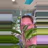 plant/Monstera Peru-0-thumbnail