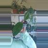 plant/noong nooch-0-thumbnail