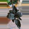 plant/Purple Waffle Plant 2"-0-thumbnail