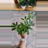 plant/Schefflera Arbicola 3.25"-0-thumbnail