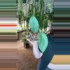 plant/PL556: Hoya Verstegii-0-thumbnail