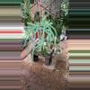 plant/6” rat tail cactus (lovers choice)-0-thumbnail