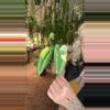plant/PL551: Schimatoglottis Wallichii Variegated-0-thumbnail