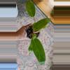 plant/Painted Lady Philodendron 3.25" L75-0-thumbnail