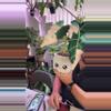 plant/alocasia amazonica blushiez-0-thumbnail