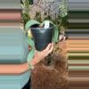 plant/PL553: Welwitschia Mirabilis-0-thumbnail