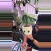plant/monstera albo blushiez-0-thumbnail