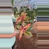 plant/Aglonema Siam Aurora Variegated PRESALE ships 10/27-0-thumbnail