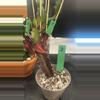 plant/8 euphorbia trigona rubra cutting with roots 5+ inch tall-0-thumbnail