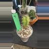 plant/4 Toothpick Cactus-0-thumbnail