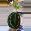 plant/Calathea Medallion 3.25"-0-thumbnail