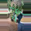plant/PL558: Philodendron Belle Isle-0-thumbnail