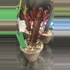 plant/9 euphorbia trigona rubra cutting with roots about 5inch tall-0-thumbnail