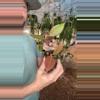 plant/2” Tequila Sunrise (lovers choice)-0-thumbnail