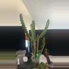 plant/5 euphorbia Lactea Xxl-0-thumbnail
