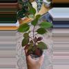 plant/Alternathera Choco Chilli 3.25" 09-187-0-thumbnail