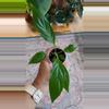 plant/Spathiphyllum (Peace Lilly) 2"-0-thumbnail
