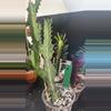 plant/2 Euphorbia Lactea-0-thumbnail