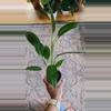 plant/Spathiphyllum 3.25"-0-thumbnail