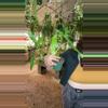 plant/PL555: Philodendron Belle Isle-0-thumbnail