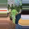 plant/PL:542 Albo heuschkeliana-0-thumbnail